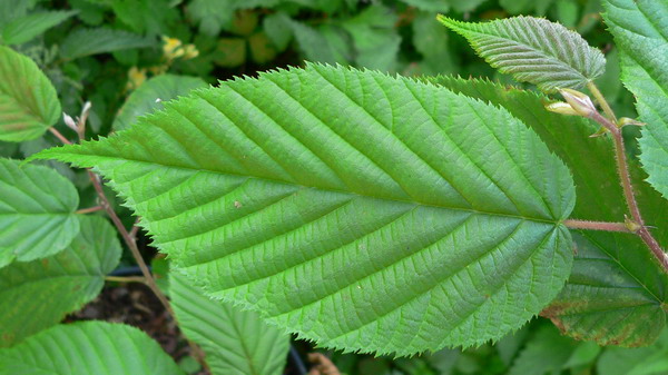 corylus ferox