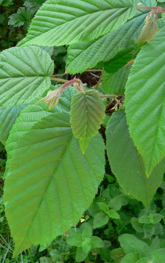  corylus ferox