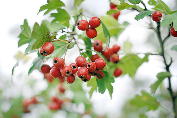  crataegus ambigua