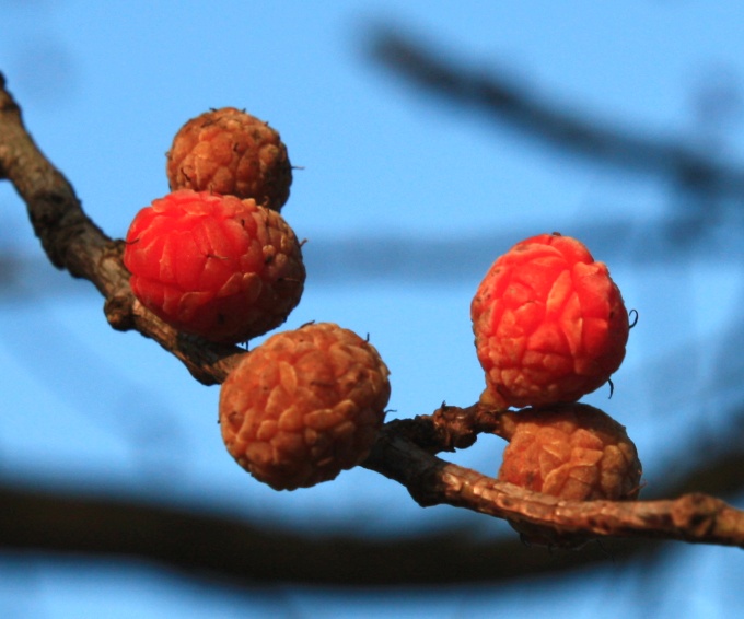  cudrania tricuspidata