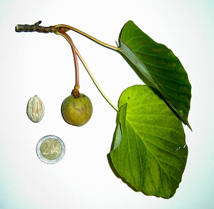  davidia involucrata