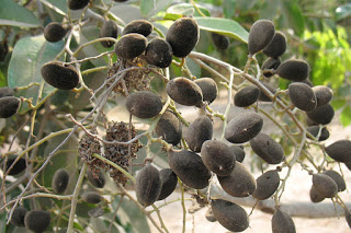  dialium guineense
