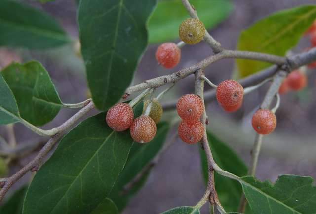  elaeagnus umbellata