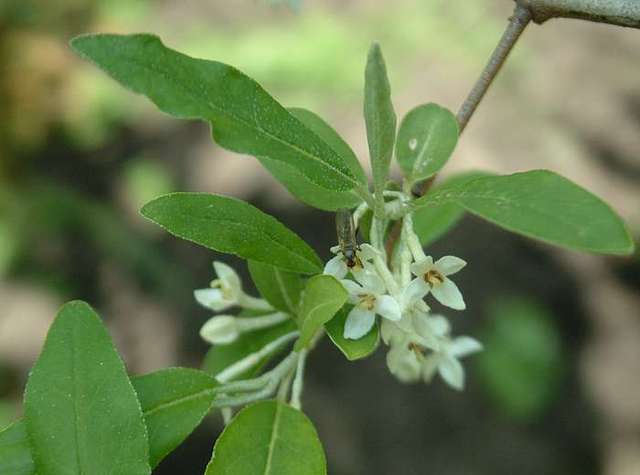 elaeagnus umbellata