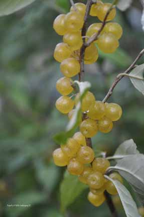  elaeagnus umbellata amber