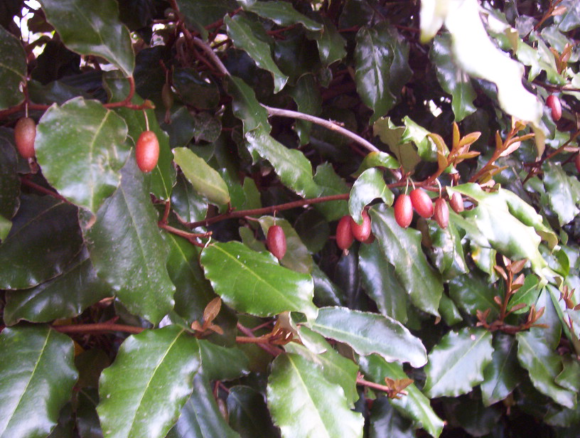  elaeagnus x ebbingei