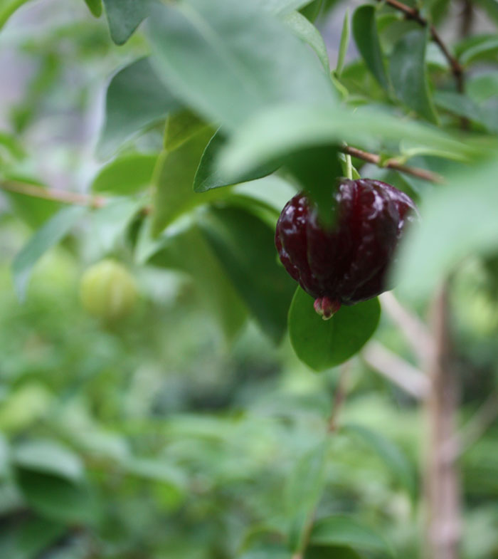  eugenia uniflora dark (cerisier de cayenne fonce)