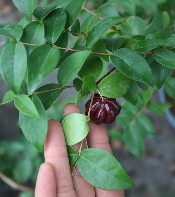  eugenia uniflora dark (cerisier de cayenne fonce)