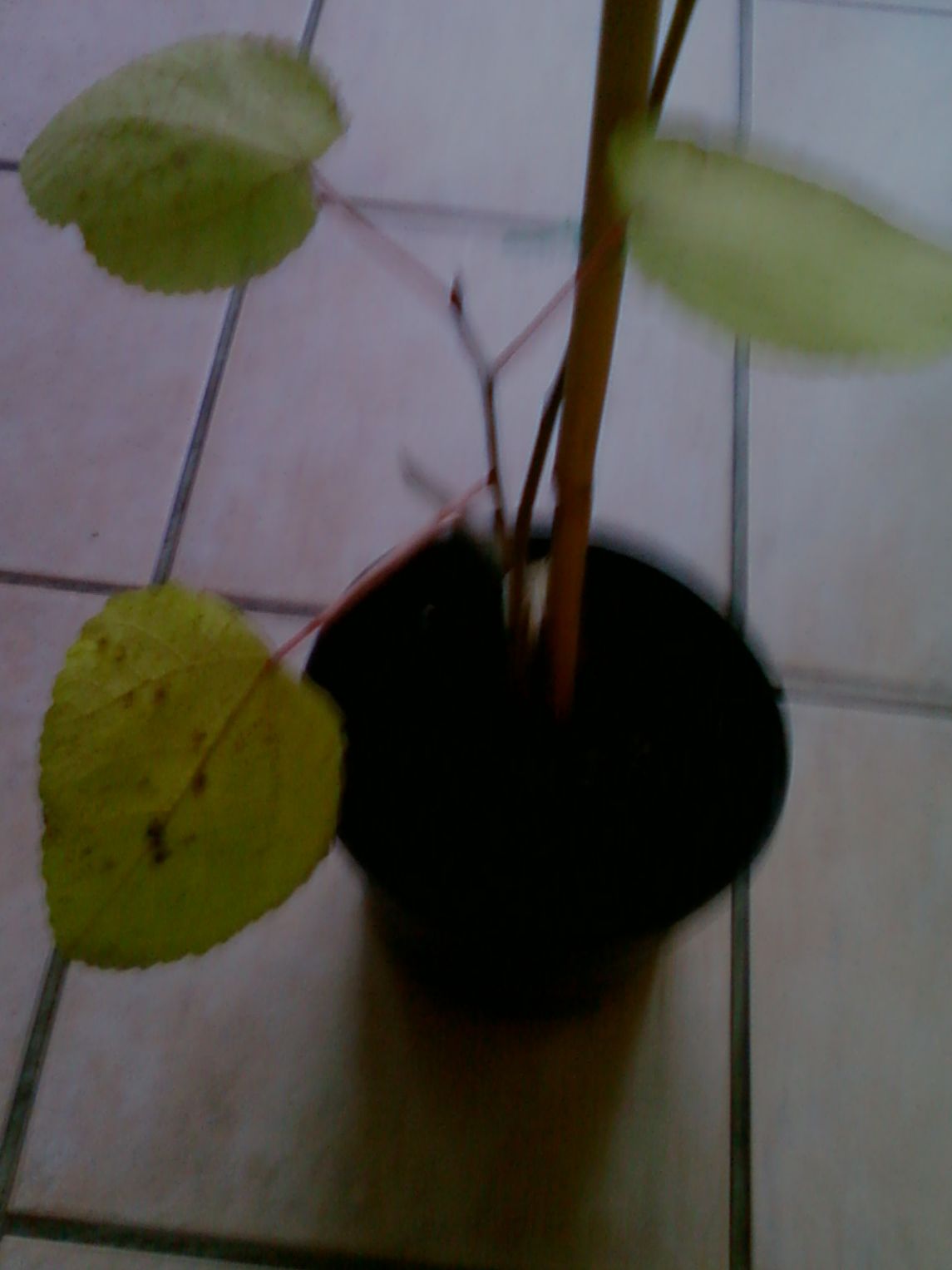  ficus palmata