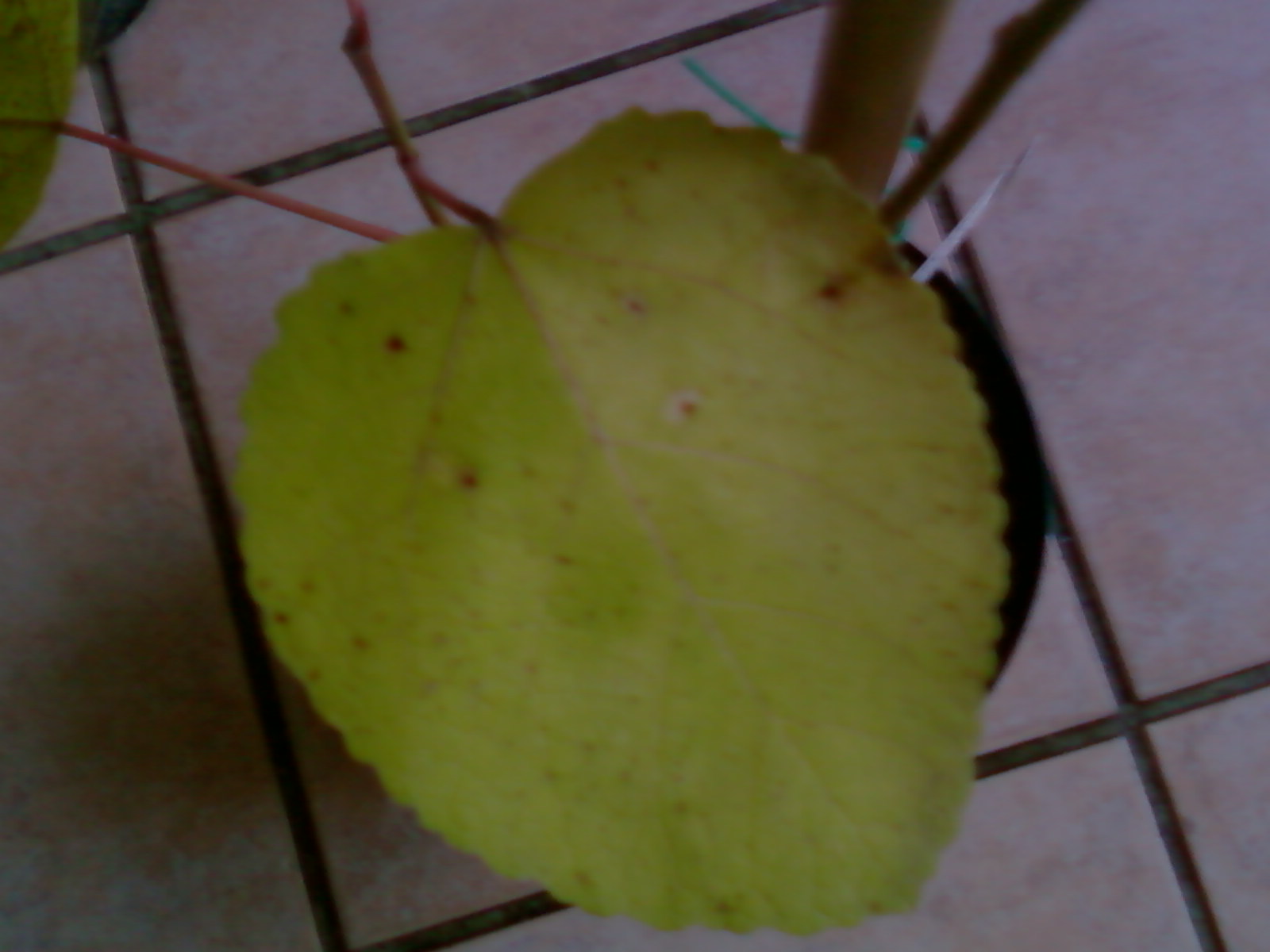  ficus palmata