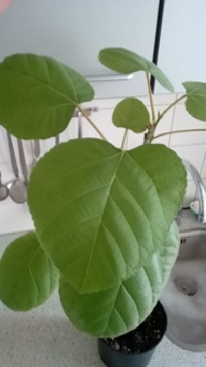  ficus palmata