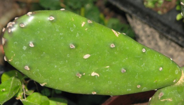  opuntia vulgaris inermis