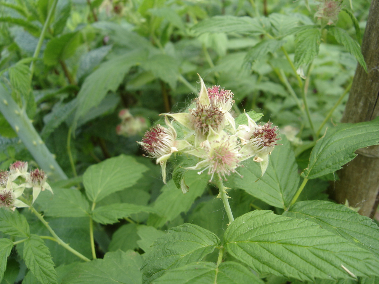  rubus occidentalis