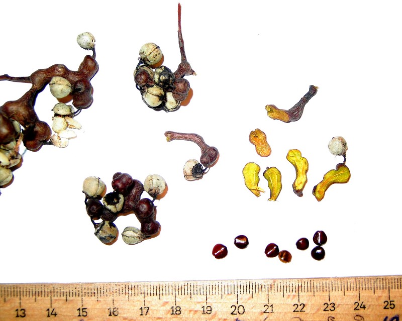  hovenia dulcis