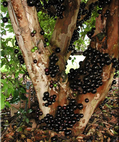 jabuticaba red hybrid