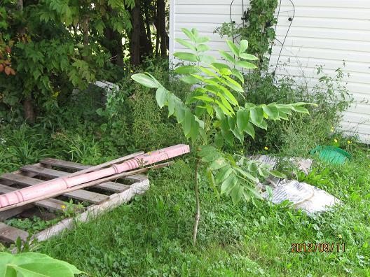  juglans ailantifolia cordiformis campbell cw3