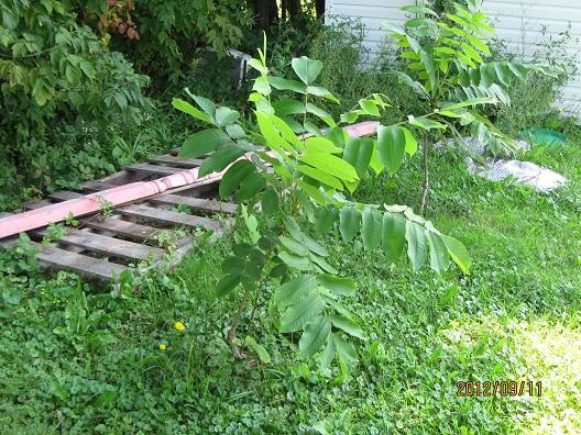  juglans ailantifolia cordiformis imshu