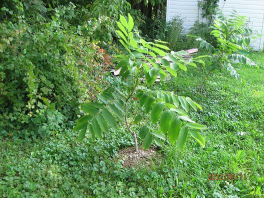  juglans ailantifolia cordiformis stealth
