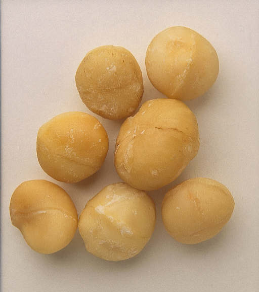  macadamia integrifolia