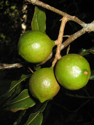  macadamia integrifolia
