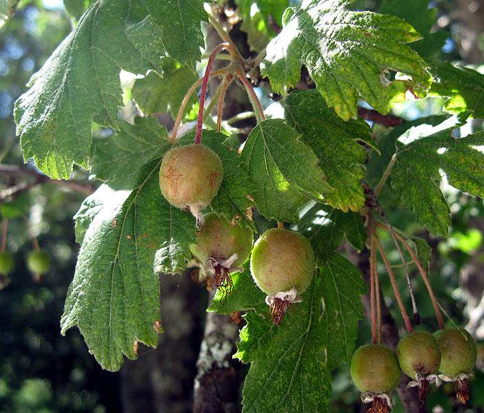  malus florentina