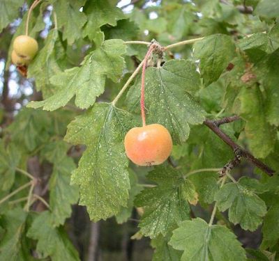  malus florentina