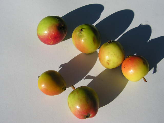  malus sylvestris