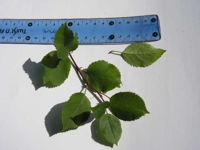  malus sylvestris