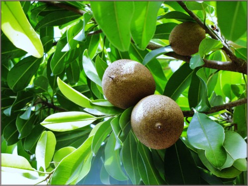  manilkara zapota