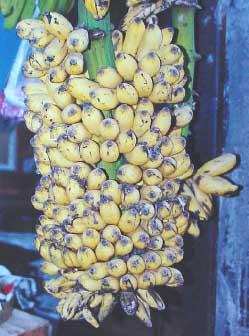  musa chini champa