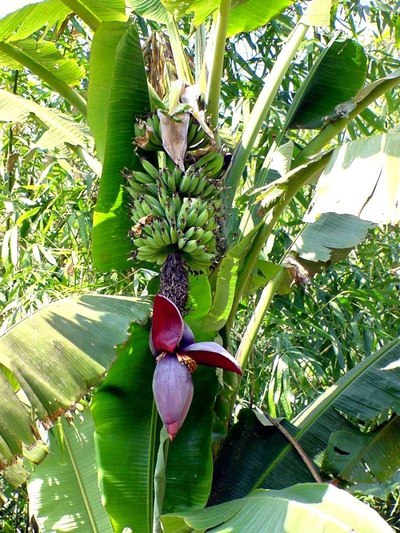  musa hajaray