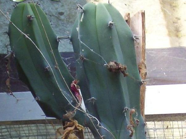  myrtillocactus geometrizans