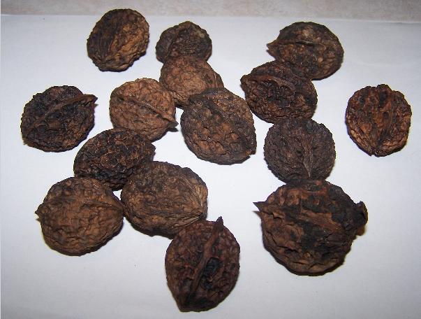  juglans mandshurica