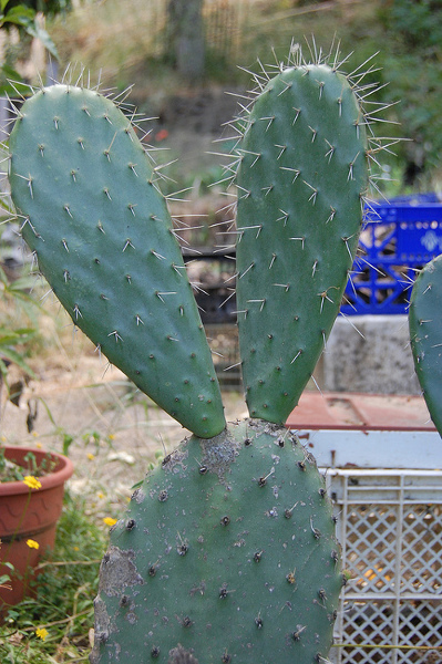 opuntia ficus indica blanquillo