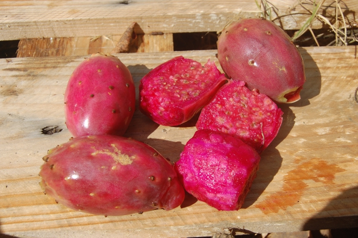  opuntia ficus indica violet