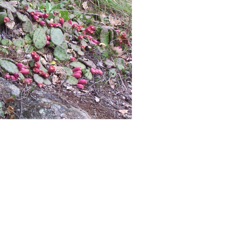  opuntia humifosa