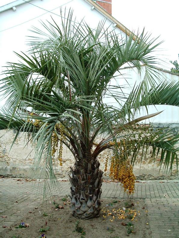  palmier butia capitata