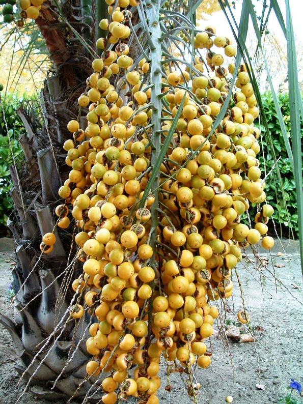  palmier butia capitata