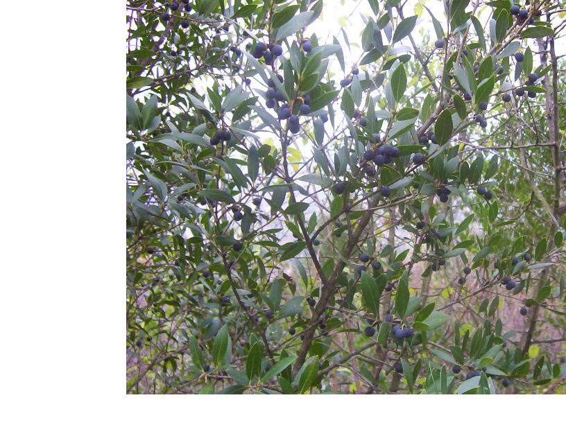  phillyrea latifolia