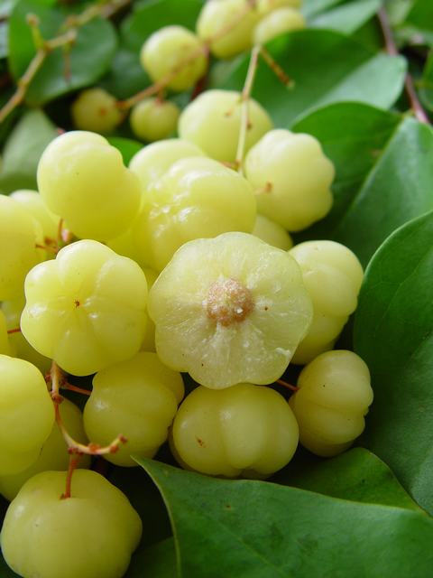  phyllanthus acidus