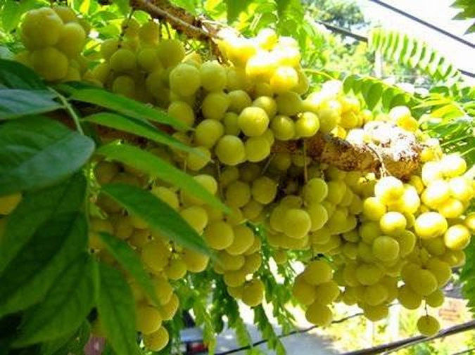  phyllanthus acidus