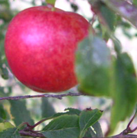  prunus cerasifera