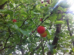  prunus cerasifera