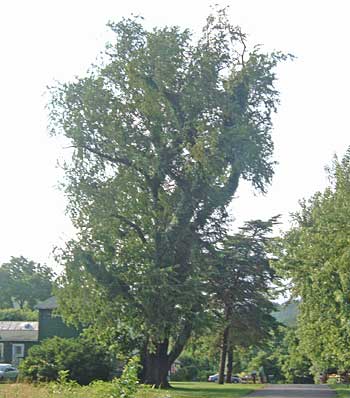 prunus serotina