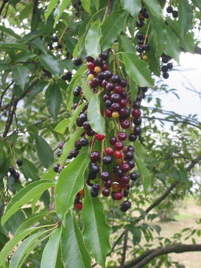  prunus serotina