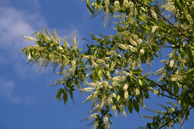  prunus serotina