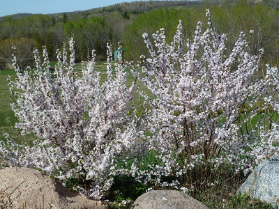  prunus tomentosa nigra