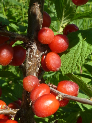  prunus tomentosa nigra