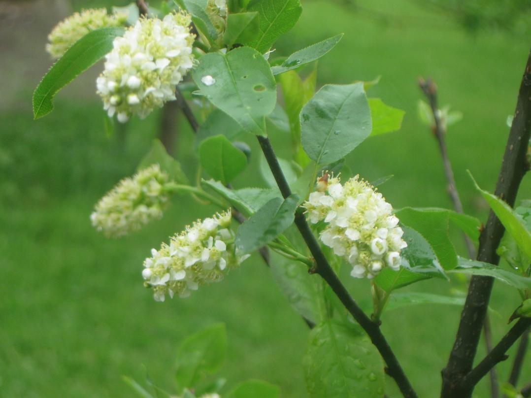  prunus virginiana perle noire