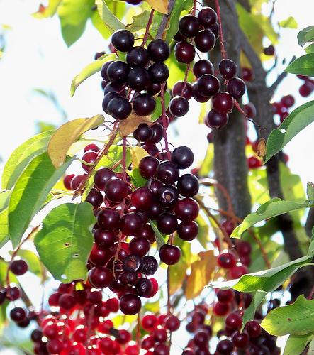  prunus virginiana perle noire